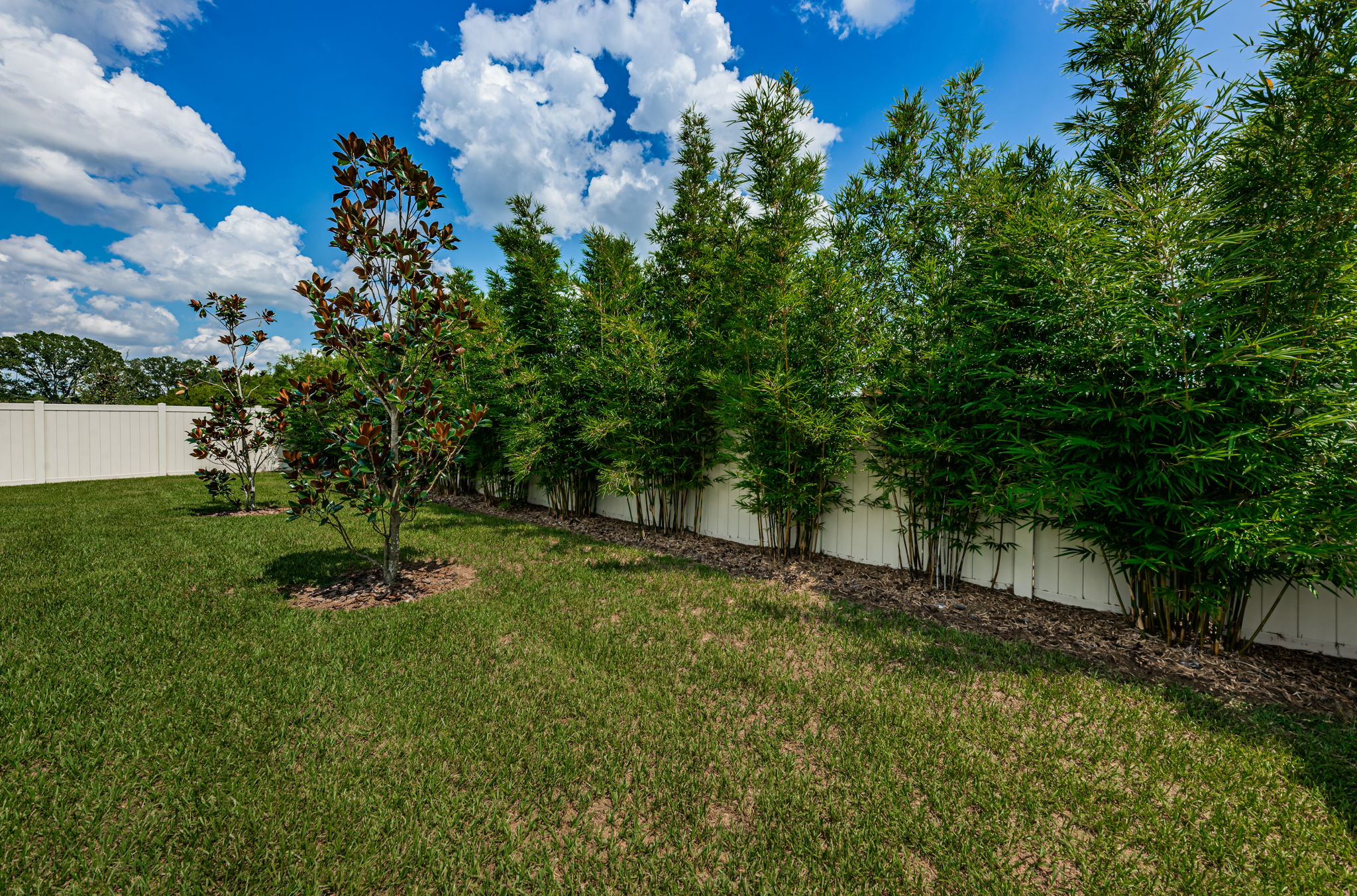 Backyard6-3