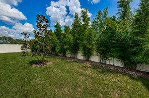 Backyard6-3