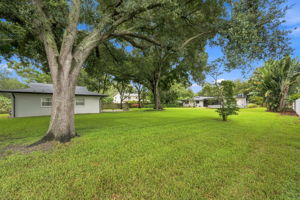Backyard6