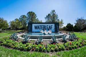 Waterleaf1