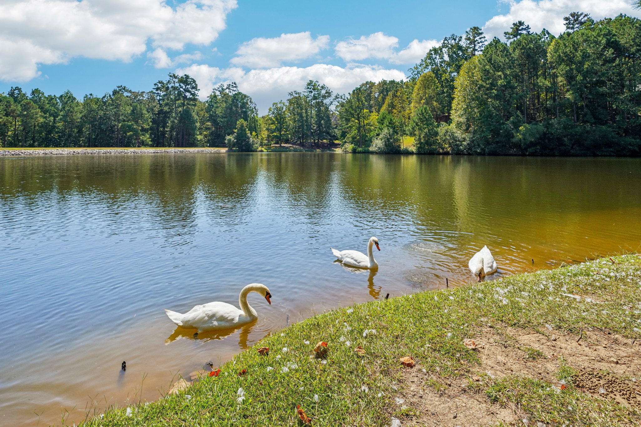 Cove Lake Cir-S1709-065.jpg