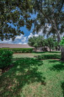 Backyard3