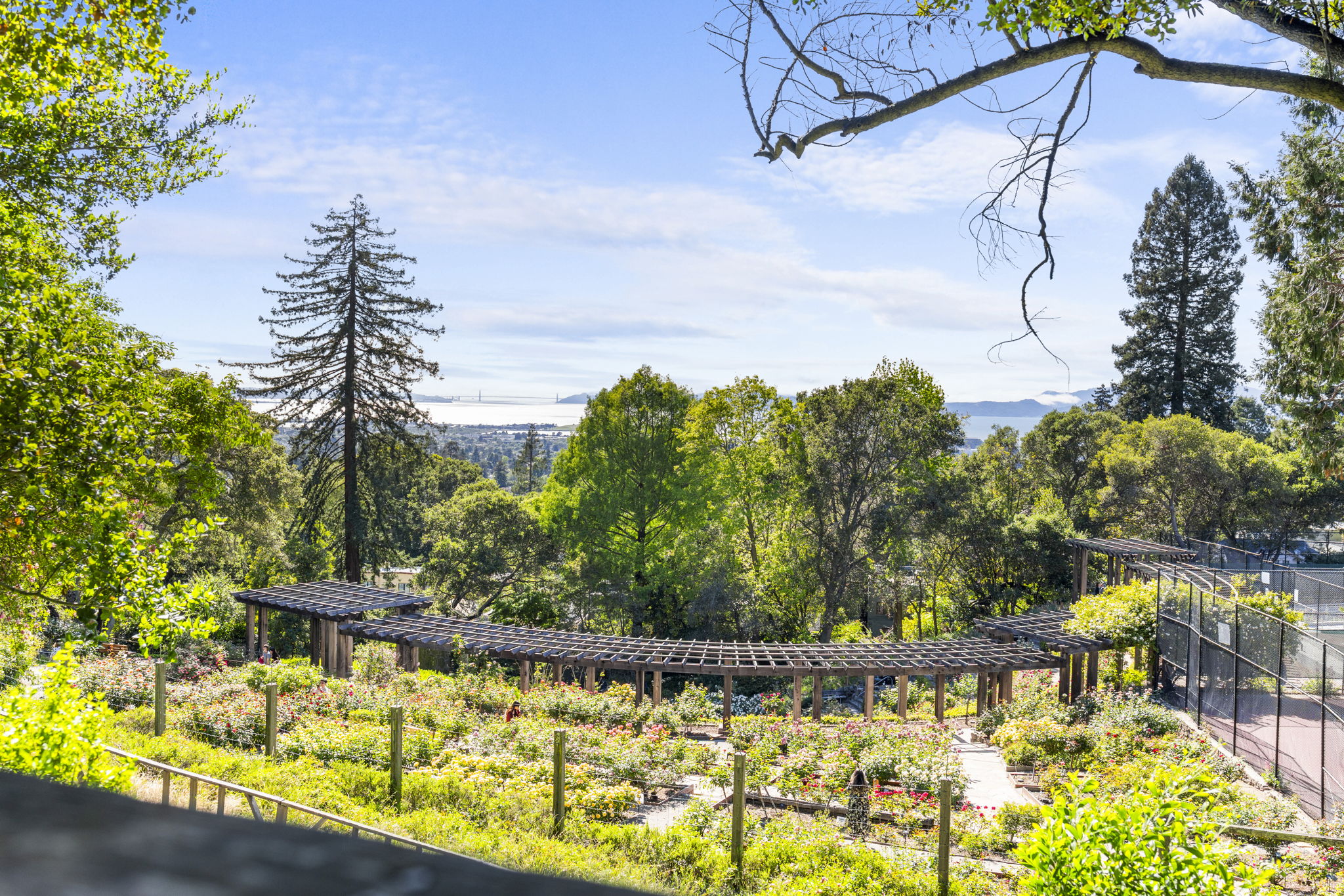 Rose Garden