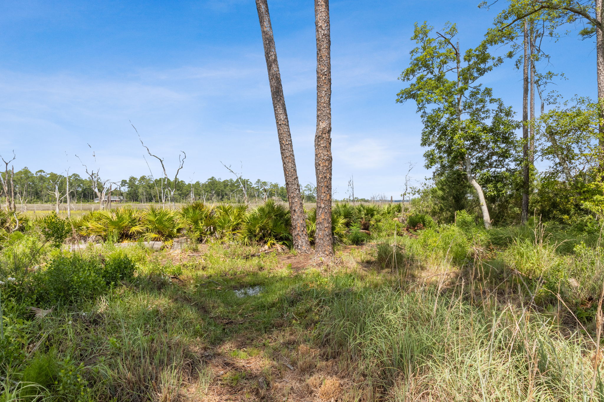 Marsh View