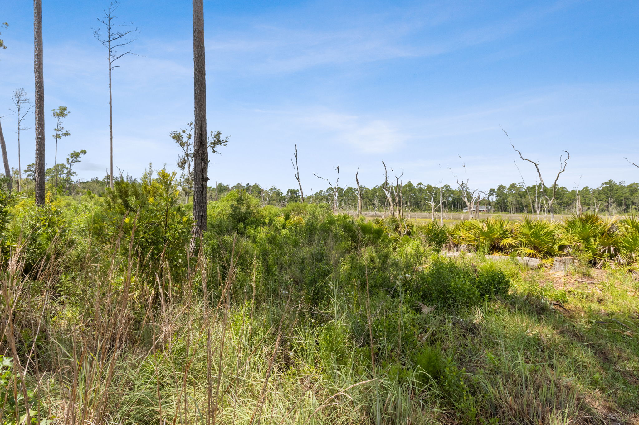 Marsh View
