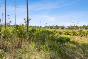 Marsh View