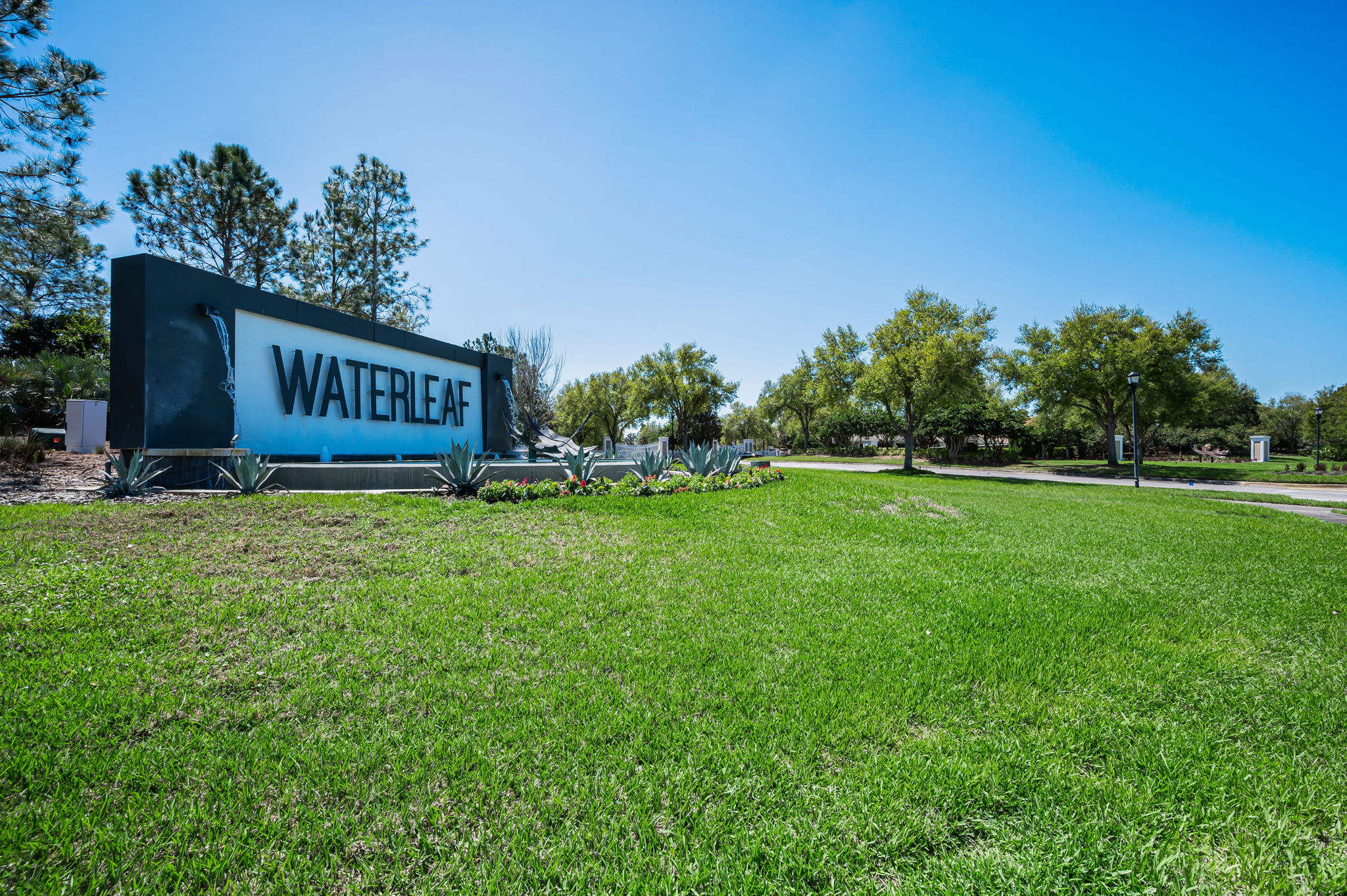 Waterleaf3