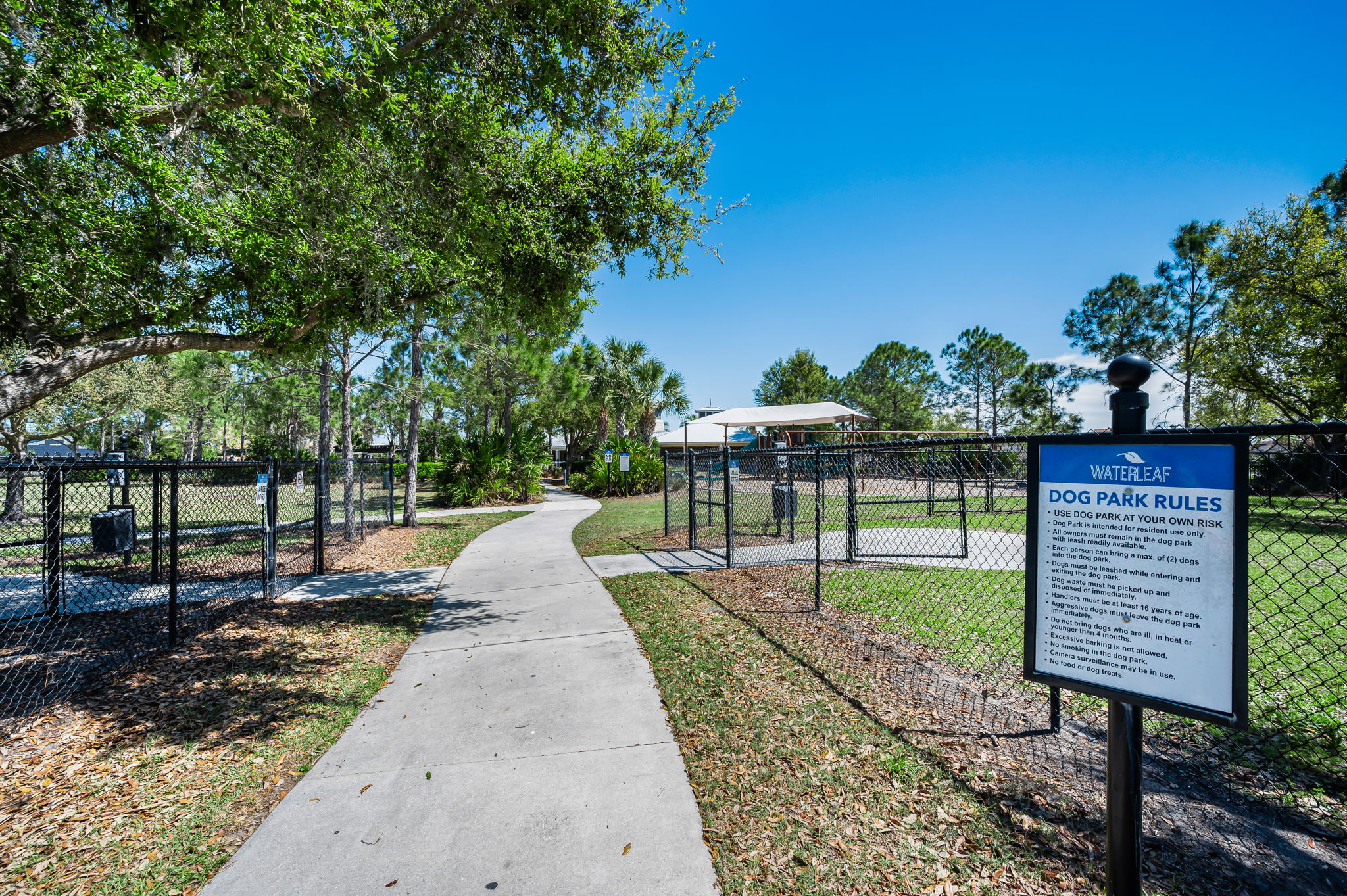 Waterleaf28