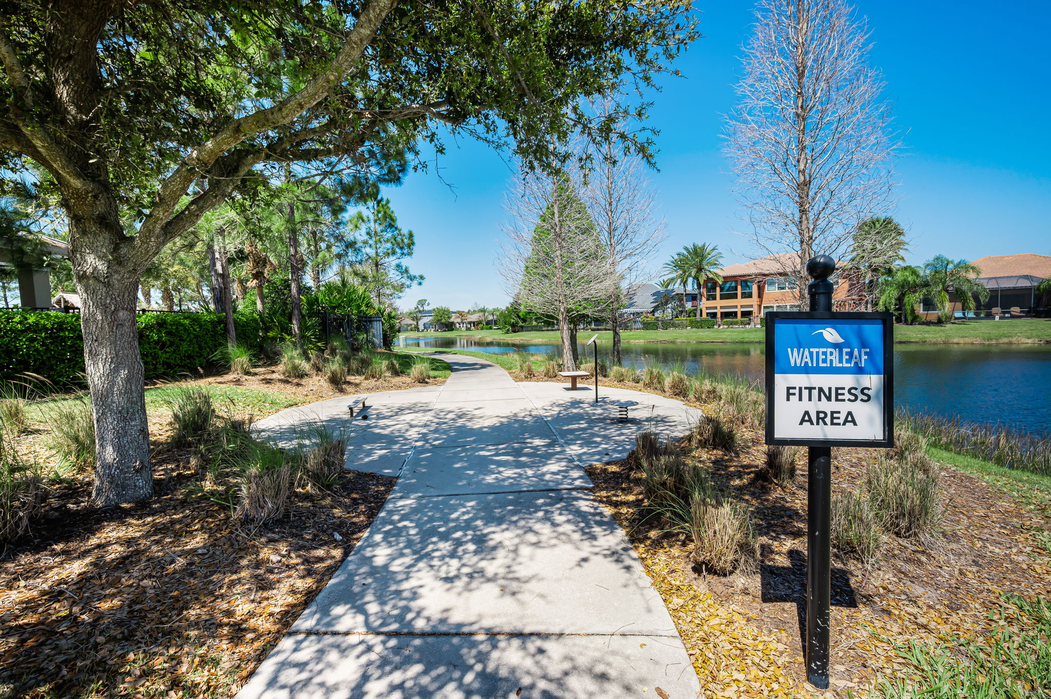 Waterleaf40