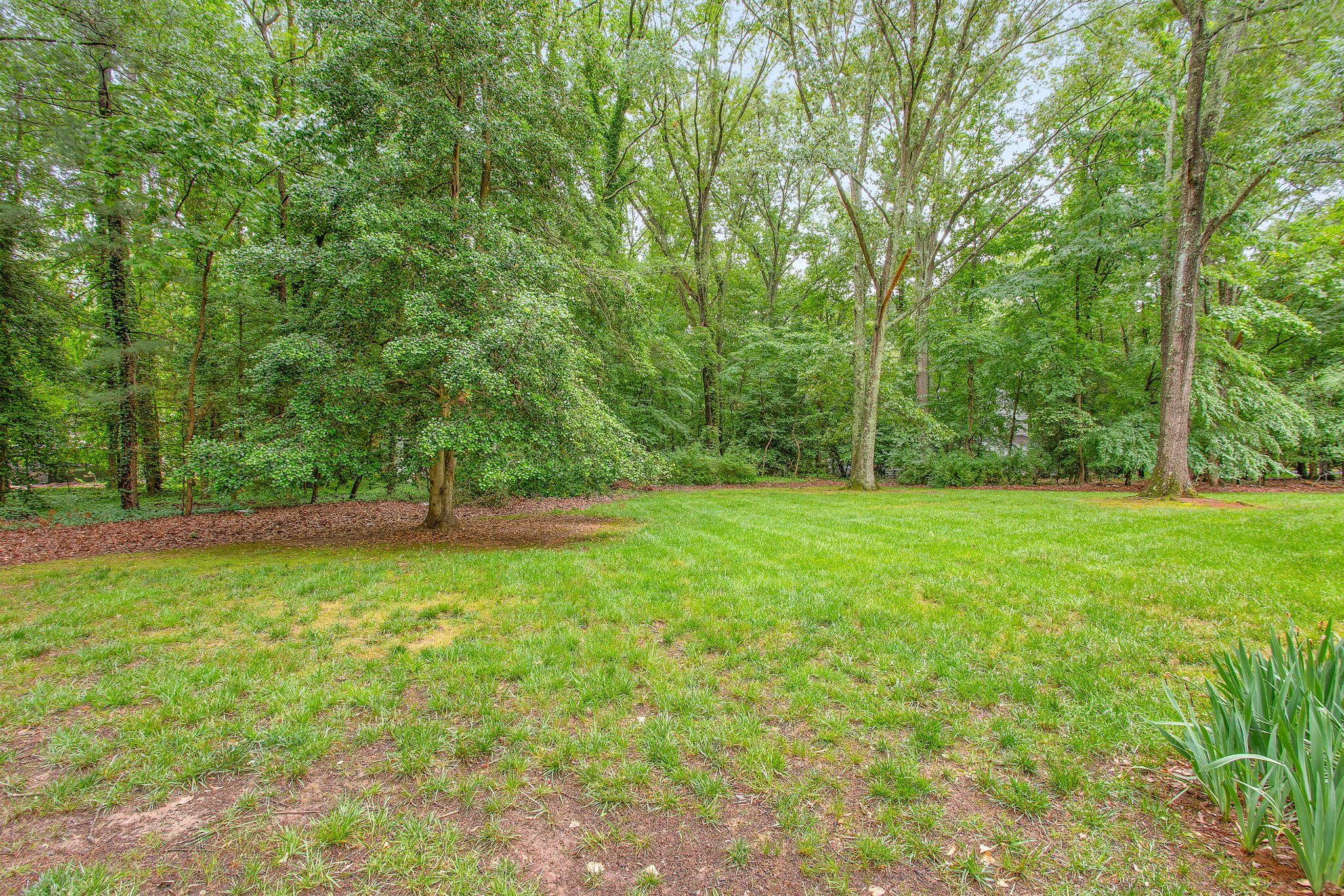 50-Backyard