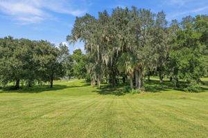 Backyard2