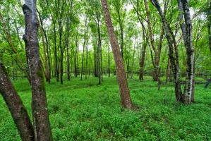  Photo 46