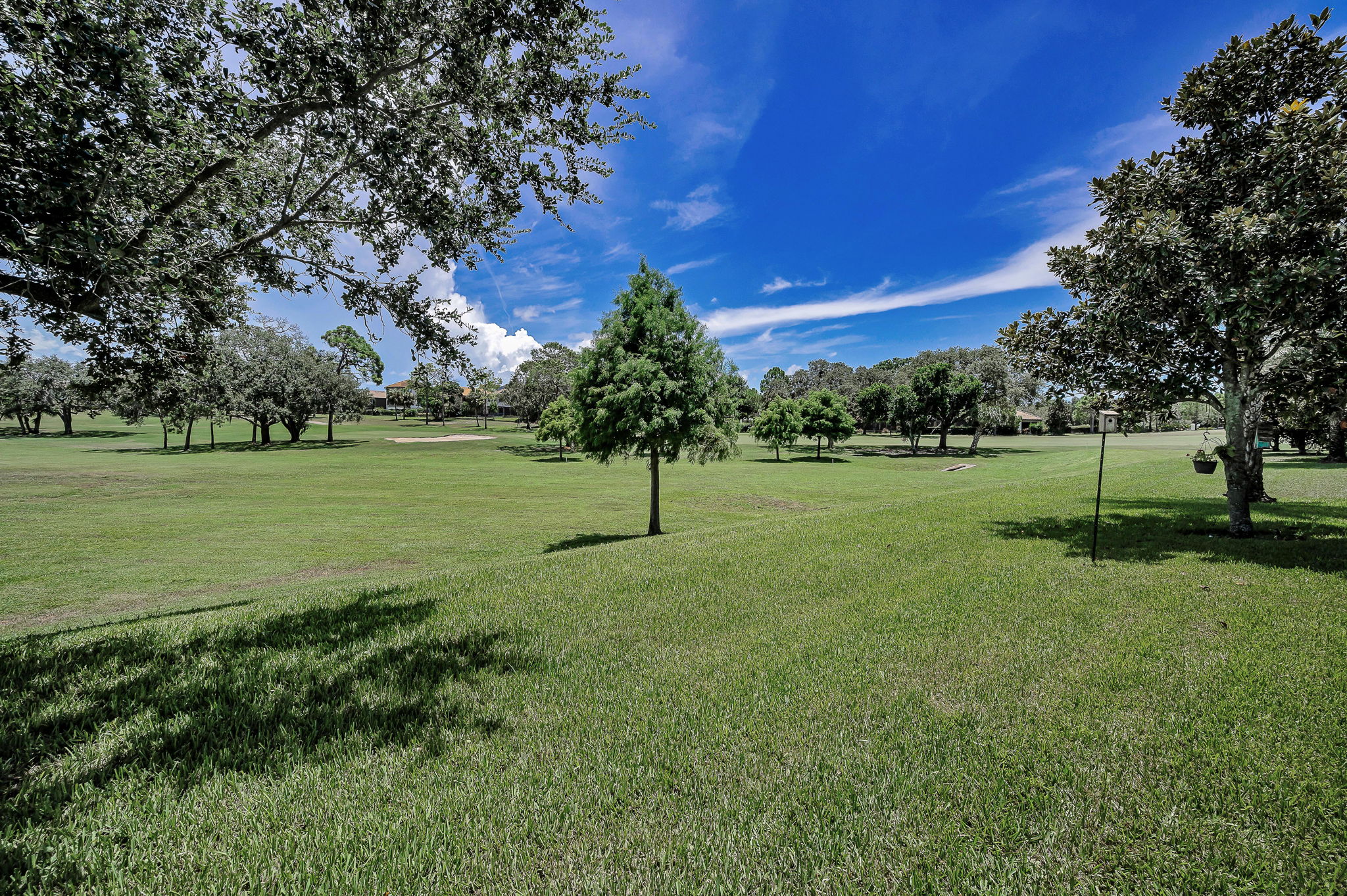 Backyard1