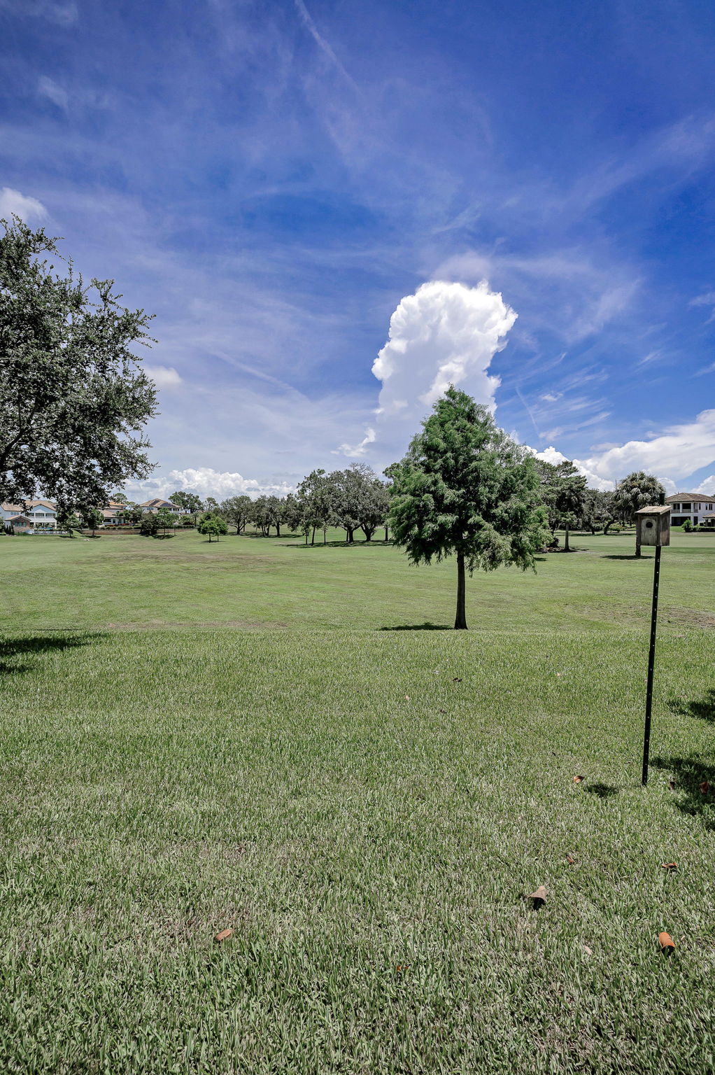 Backyard2
