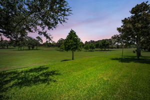 Backyard1