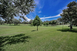 Backyard1