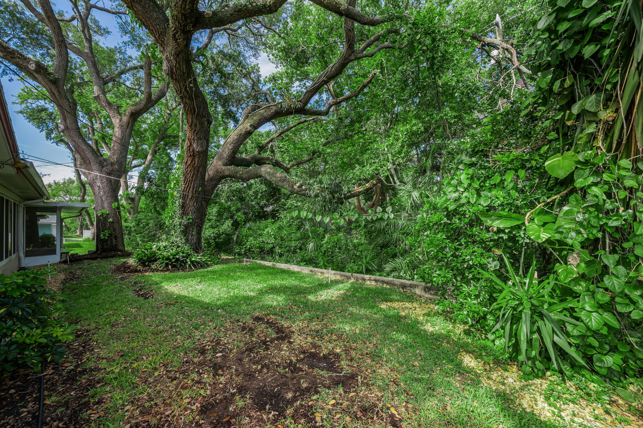Backyard4