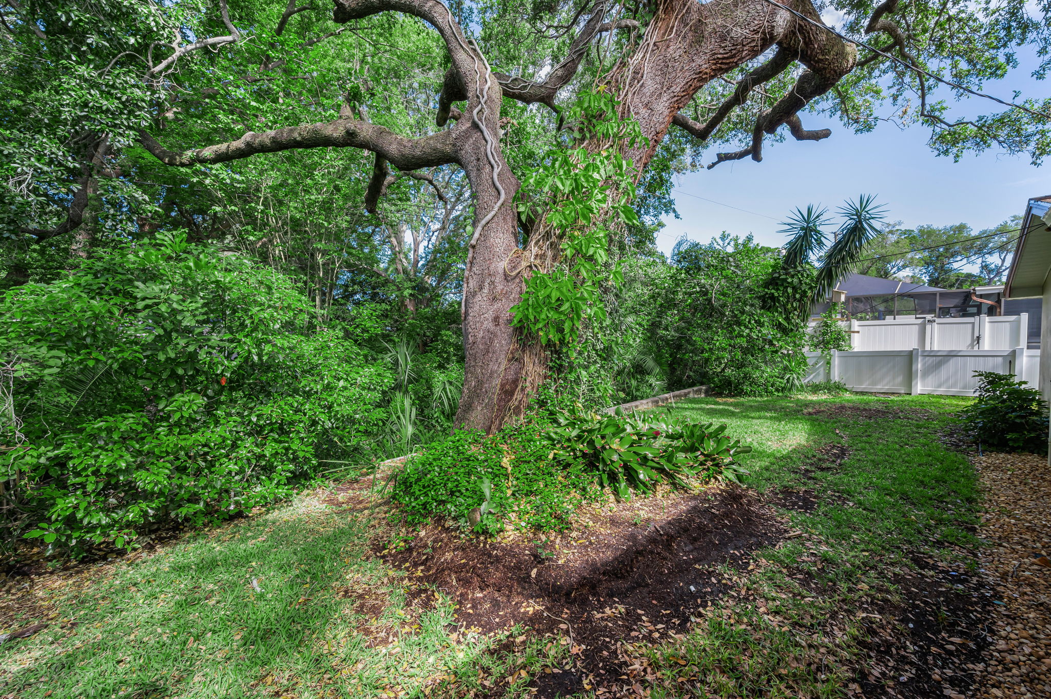 Backyard3