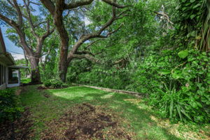 Backyard4