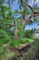 Backyard2
