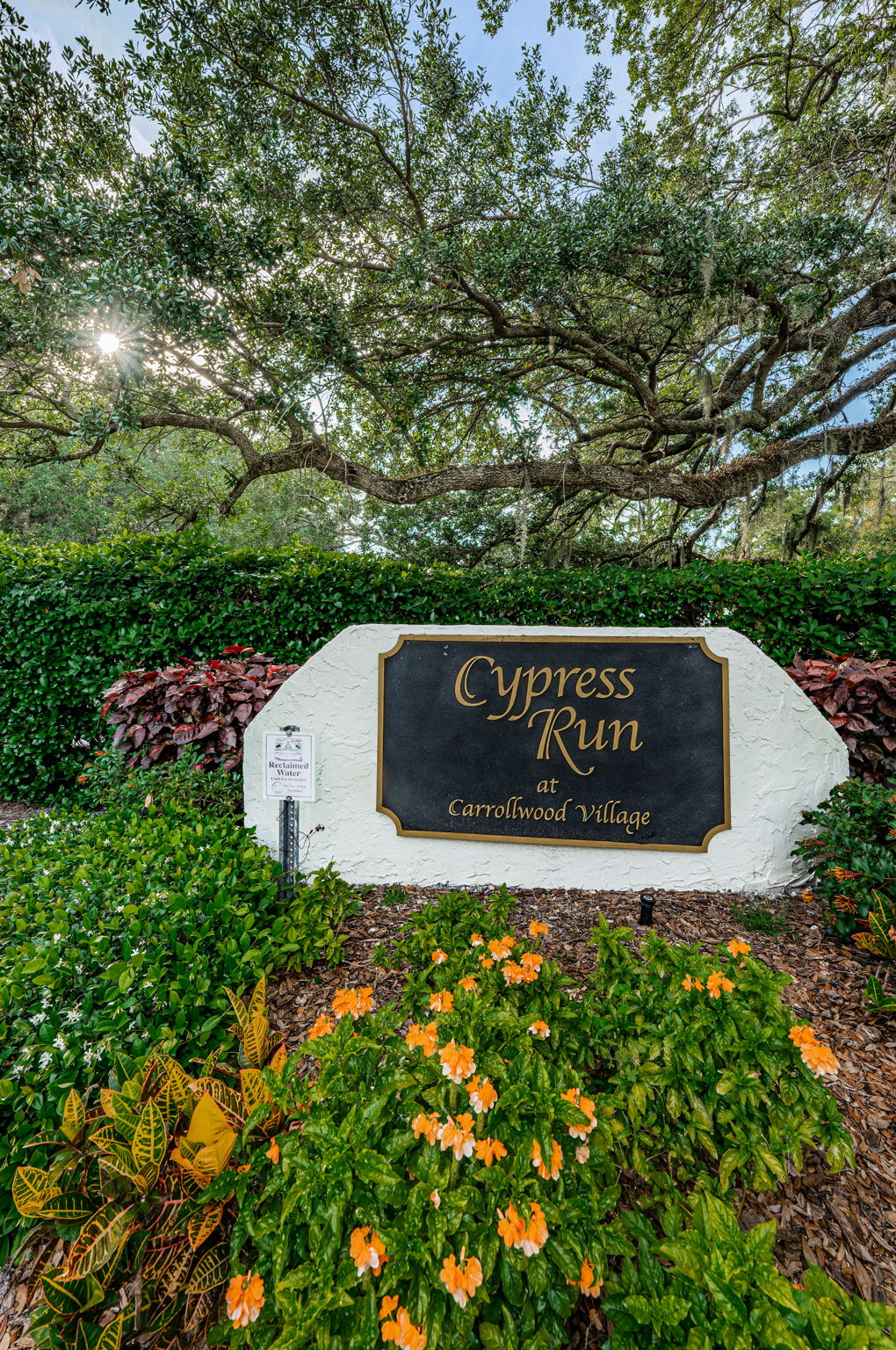 Cypress Run3