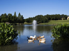 Belterra Pond