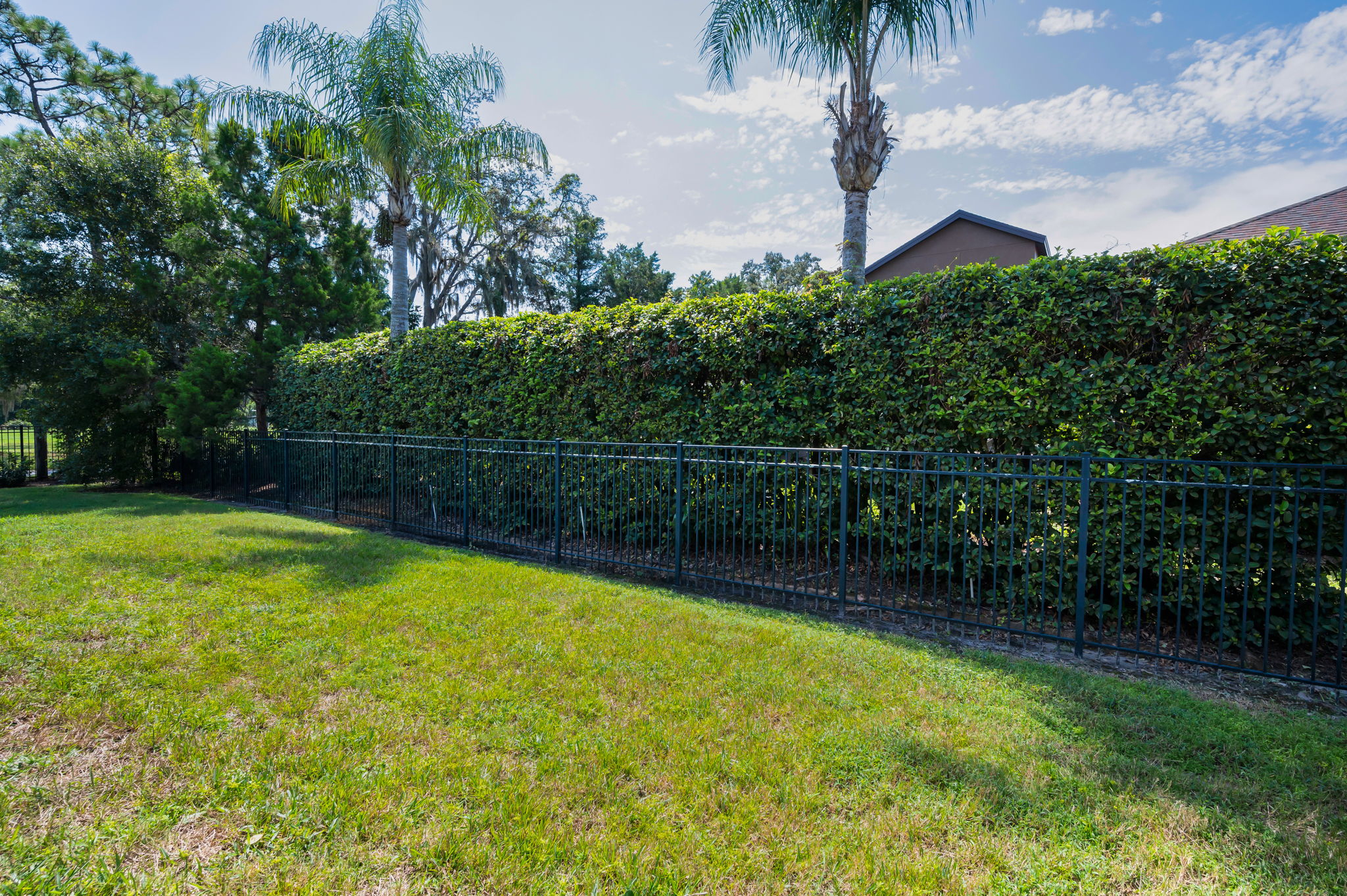 Backyard1
