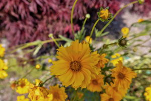  Photo 42