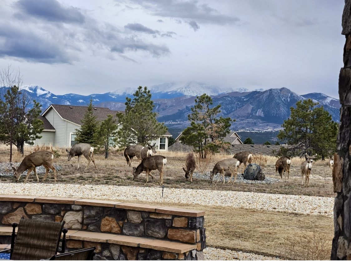 Backyard with deer family