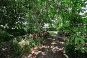Backyard2
