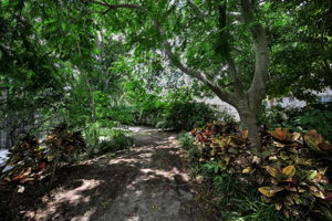 Backyard7