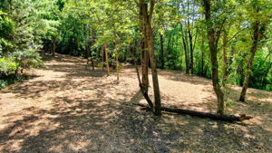 14XXX Dellwood Rd Photo 4