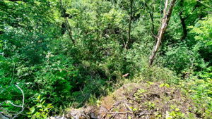 14XXX Dellwood Rd Photo 52