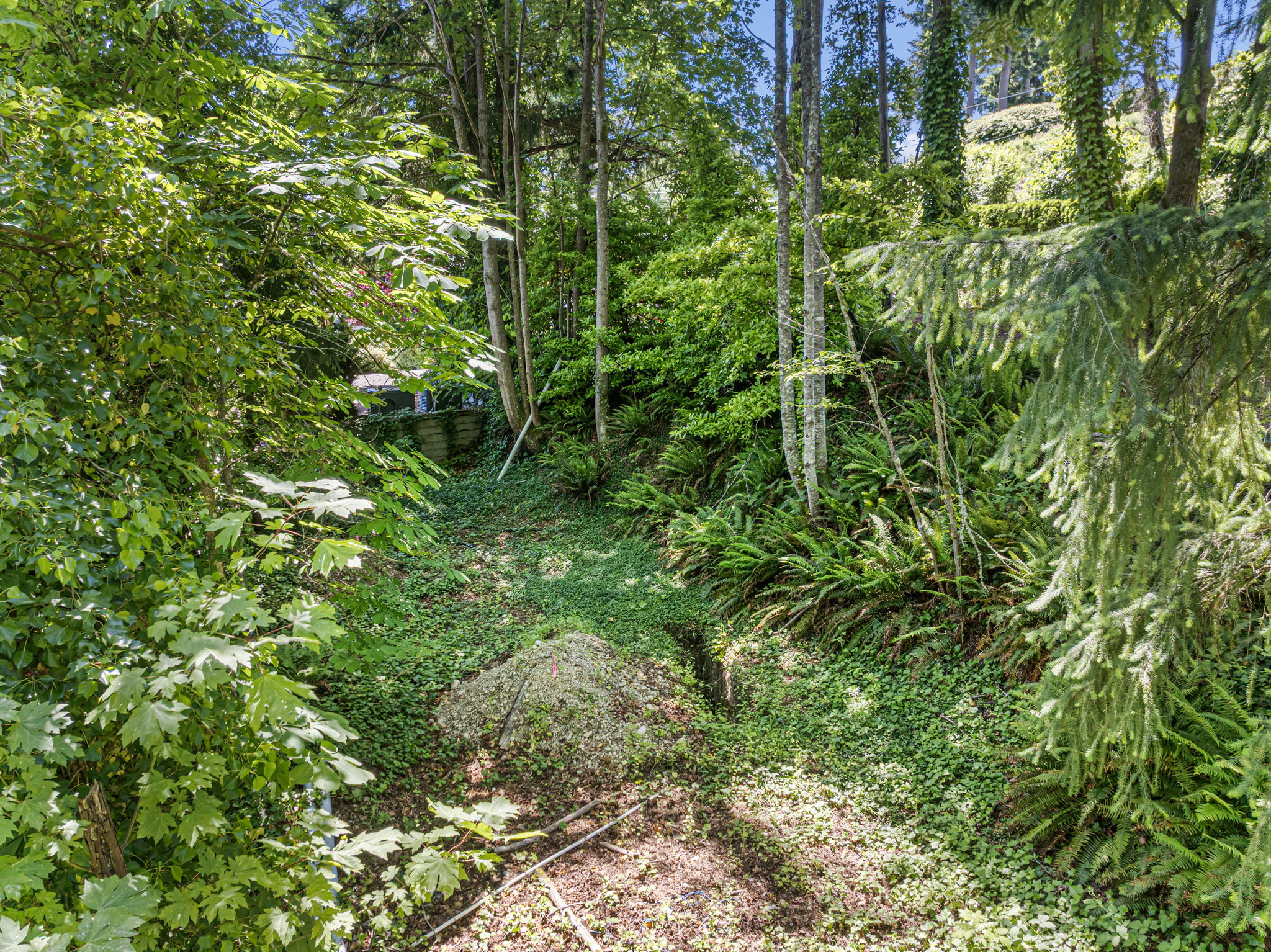Your own small forest by the water