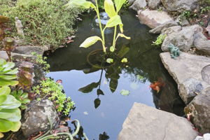  Photo 27