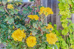 067_14555 Nelson Way