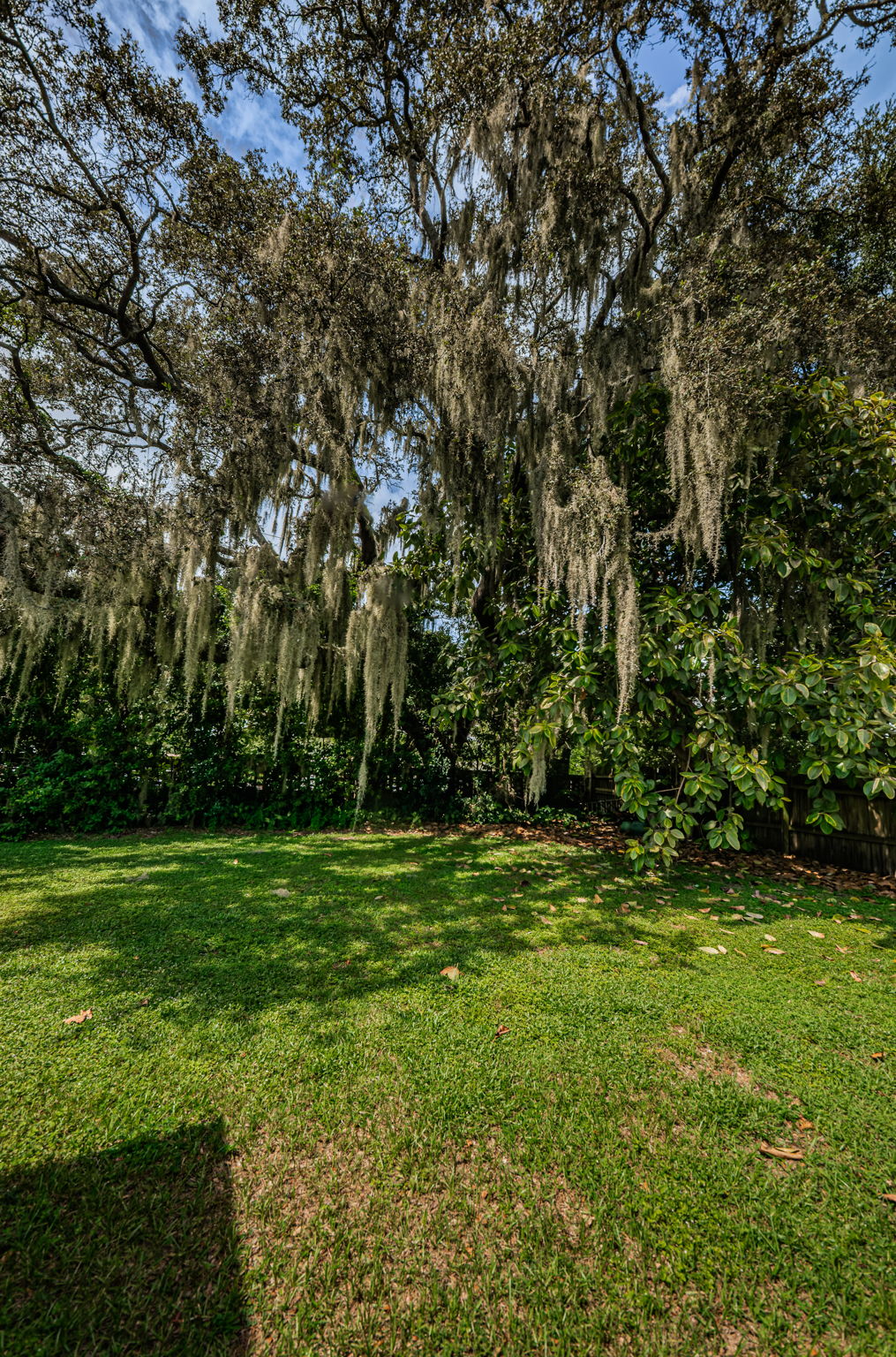 Backyard2-2