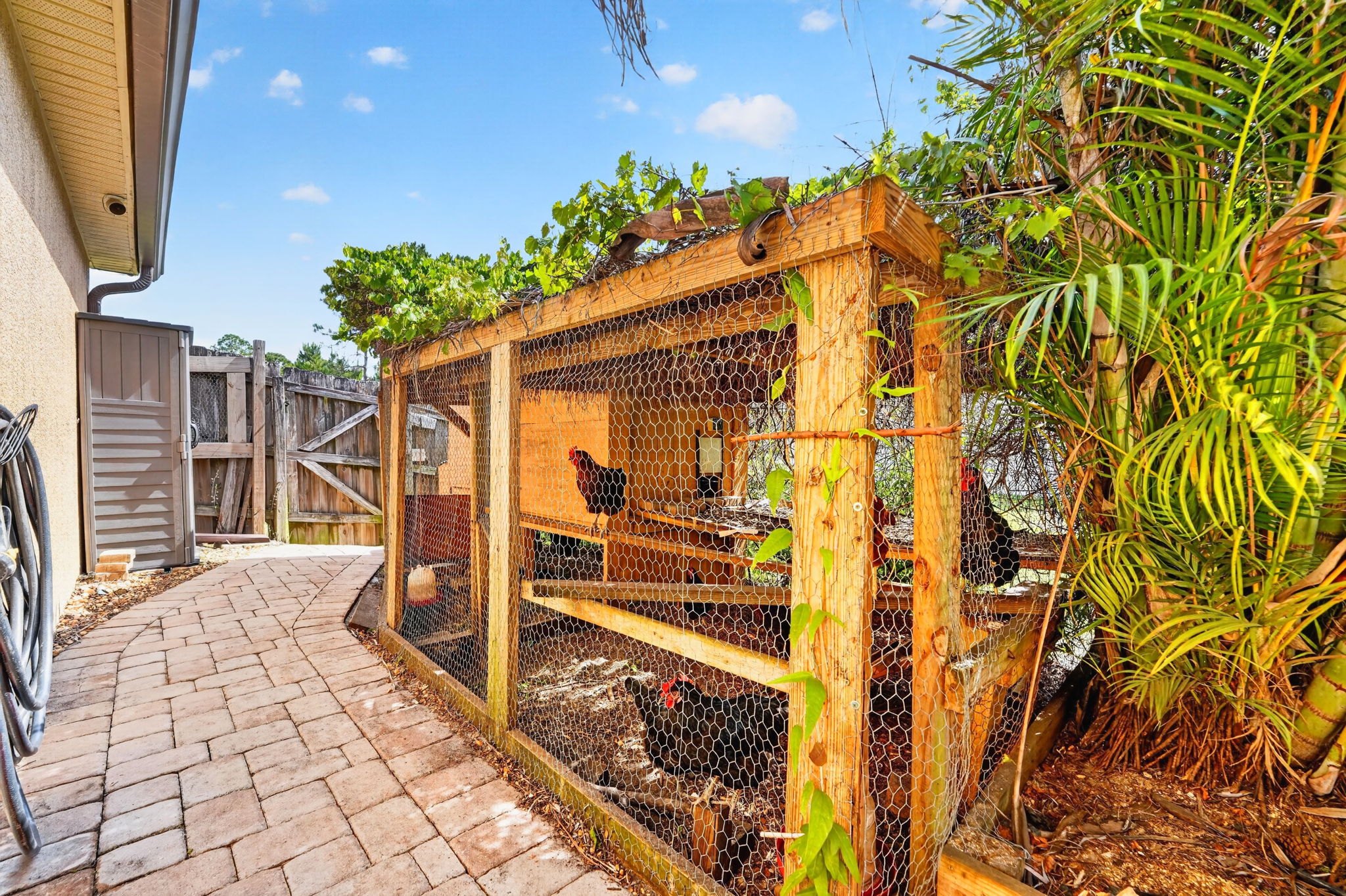 Backyard