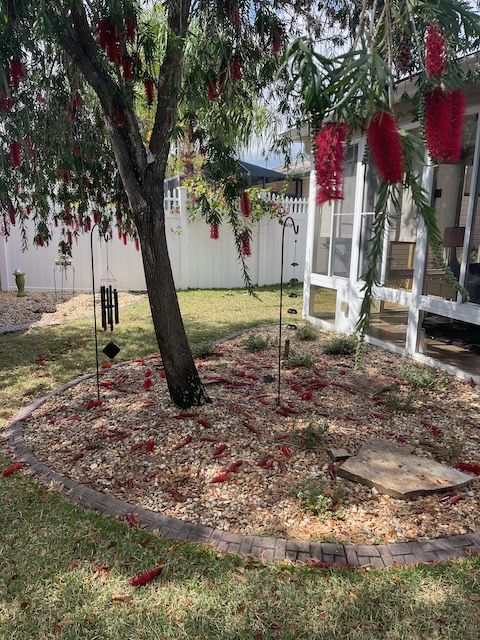 WEEPING BOTTLEBRUSH IN BLOOM