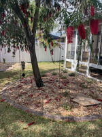 WEEPING BOTTLEBRUSH IN BLOOM