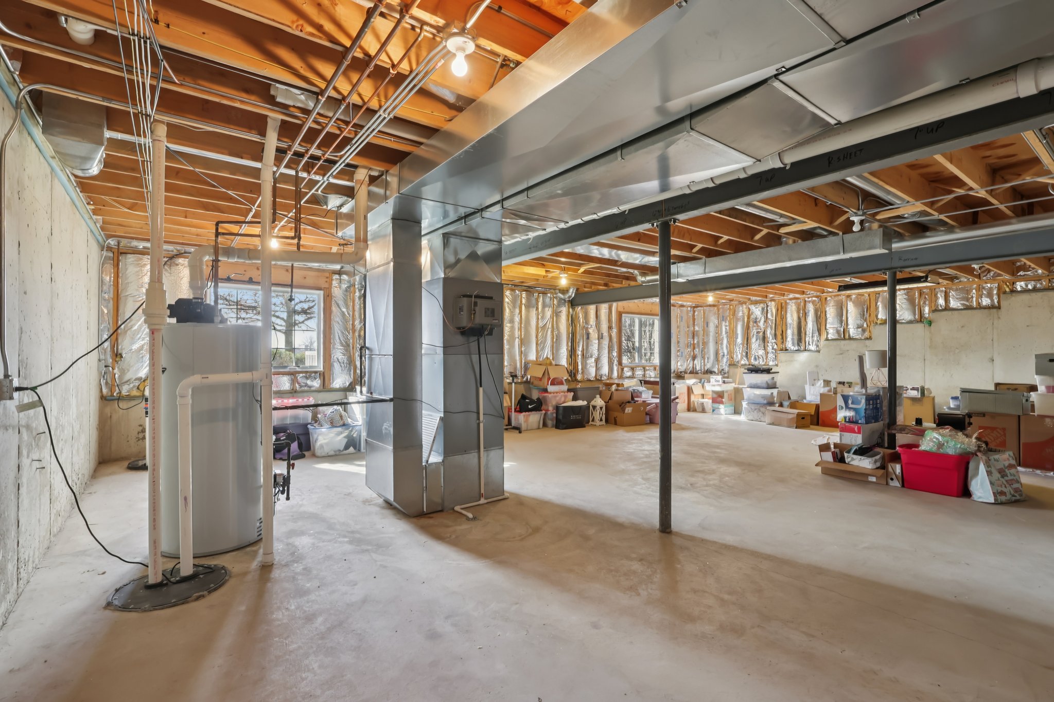 S Aster Ln-S1902-036.jpg