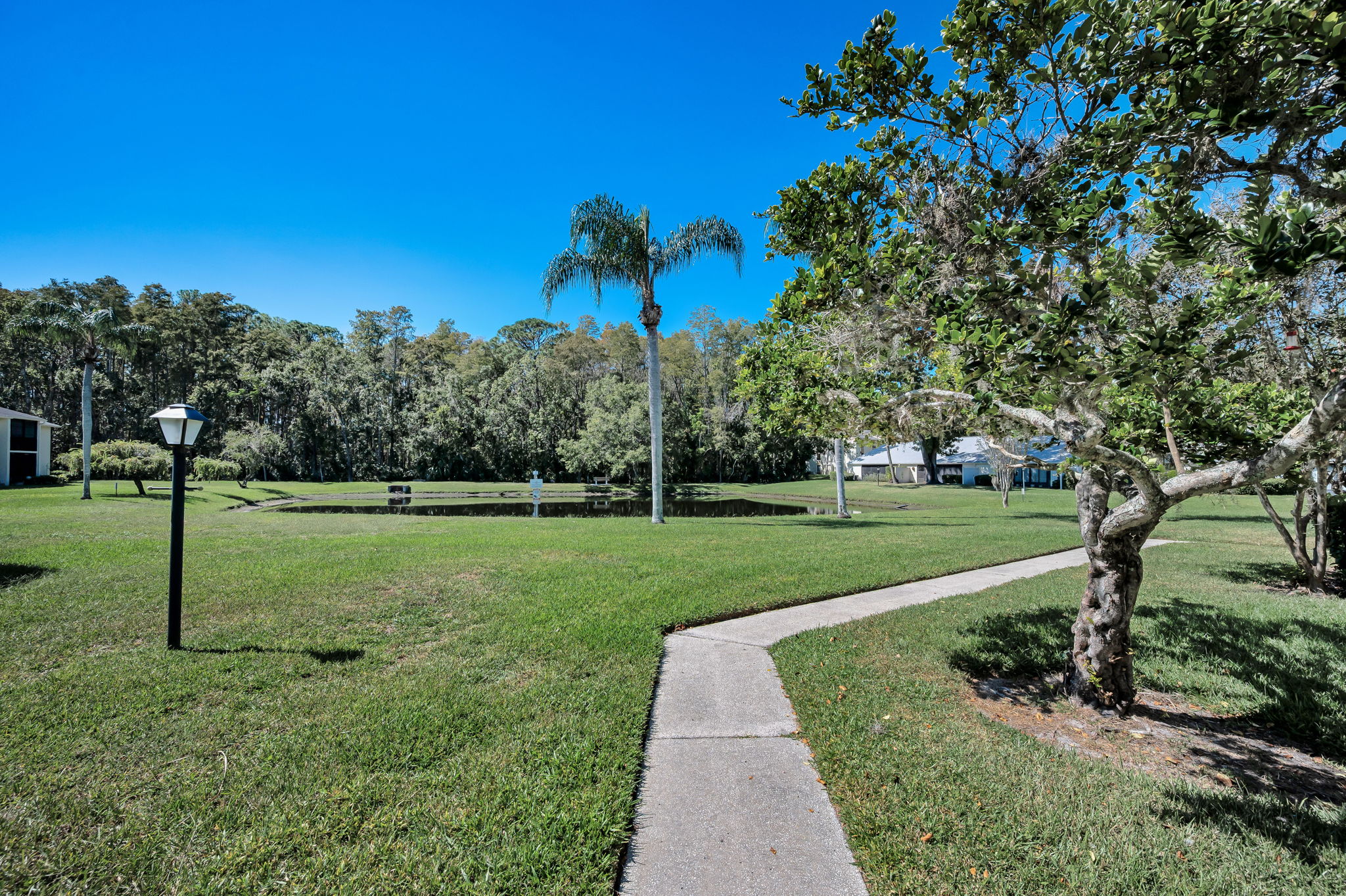 Backyard1