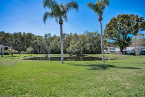 Backyard2