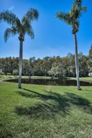 Backyard3