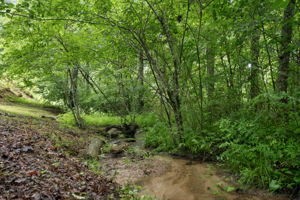  Photo 50