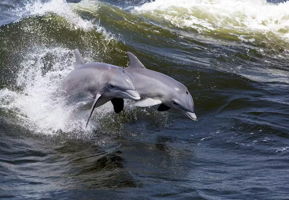 Dolphins on Fort Myers Beach..an hour away.