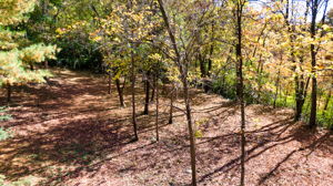 14XXX Dellwood Rd Photo 67