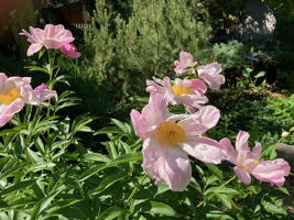  Photo 45