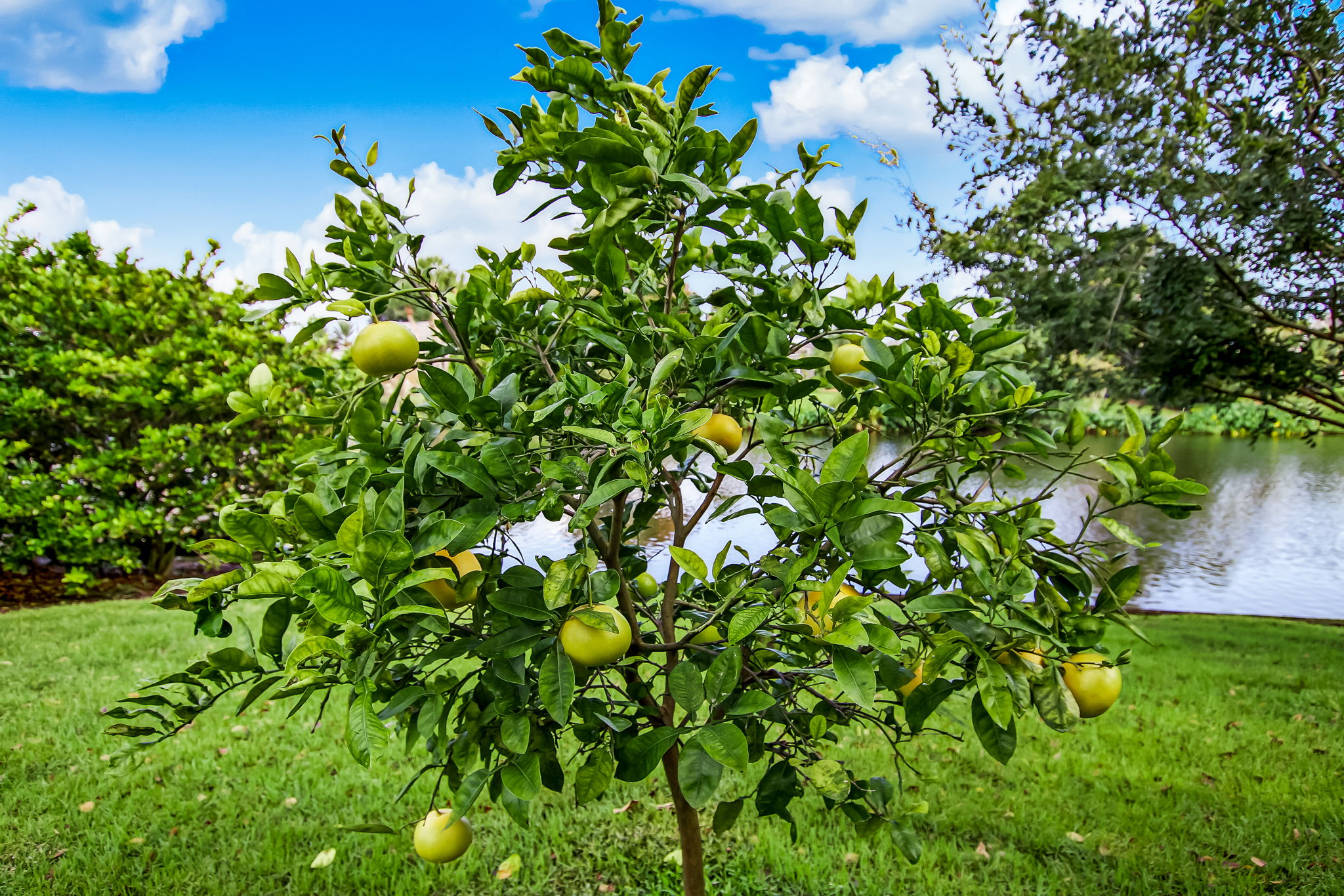 Fruit Tree