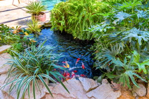 Koi Pond